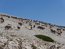 037 Mont Ventoux